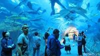 Berada di lantai 3, Dubai Aquarium & Underwater Zoo merupakan rumah bagi 33.000 biota laut dengan 140 spesies berbeda, termasuk 400 kombinasi dari hiu dan ikan pari. Seolah dunia bawah laut pindah ke dalam mal! (Afif/detikTravel)
