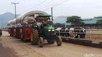 Foto: Traveler diajak berkeliling lahan peternakan naik kereta yang ditarik traktor dan melihat proses pembuatan susu dan produk-produk turunannya (Pasti Liberti Mappapa/detikTravel)