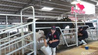 Foto: Pengunjung diperlihatkan proses pemerahan susu dari sapi perah yang diberi nama Super Cow. Dari ribuan sapi perahnya peternakan ini mampu memproduksi total 22 ton susu perhari atau rata-rata 18 kg susu per ekor (Pasti Liberti Mappapa/detikTravel)