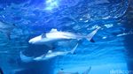 Penampakan Laut Dalam Mal di Dubai