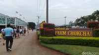 Foto: Chokchai Farm merupakan peternakan bergaya Amerika Serikat di tepi jalan Friendship Highway yang merupakan jalan poros Khao Yai ke Bangkok (Pasti Liberti Mappapa/detikTravel)