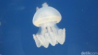 Sedangkan di Living Ocean, kamu akan melihat berbagai jenis ubur-ubur dengan beragam ukuran. Menggemaskan! (Afif/detikTravel)