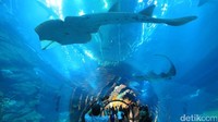 Di dalam panel ini jadi tempat yang asyik untuk berfoto-foto. Memotret ikan laut dari dekat tanpa harus basah-basahan (Afif/detikTravel)