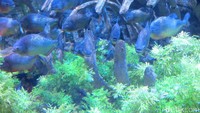 Di Rainforest, kamu bisa melihat ikan piranha dengan jumlah yang banyak. Perhatikanlah dari dekat, giginya kecil nan runcing (Afif/detikTravel)