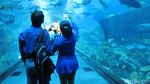 Penampakan Laut Dalam Mal di Dubai