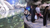 Kemudian perjalanan dilanjutkan ke Rainforest dan Living Ocean. Dua tempat yang tak kalah menarik, namun tetap bertemakan hewan-hewan yang hidup di air (Afif/detikTravel)