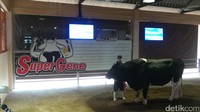 Foto: Wisatawan juga dibawa melihat varietas sapi yang dibiakkan secara khusus oleh peternakan ini. Sapi yang diberi nama Super Gene ini merupakan hasil persilangan sapi jenis Holstein Friesian dengan sapi lokal (Pasti Liberti Mappapa/detikTravel)