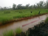 Cerita PLN Bikin Pembangkit Listrik di Atas Tanah Rawa Kalimantan