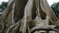 Foto: Yang membuatnya tampak unik adalah batangnya yang lebar dan tampak saling melengkung seperti membentuk ruang-ruang yang bisa dimasuki (Kurnia/detikTravel)