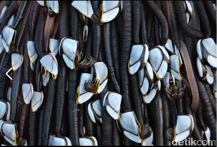 Goose neck barnacles