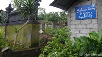 Foto: Wisata Kayu Putih berada di Desa Baru, Kecamatan Marga, Kabupaten Tabanan, Bali. Area objek wisata ini memang tidak begitu luas, tapi ada sebuah pohon yang membuatnya menarik perhatian turis (Kurnia/detikTravel)