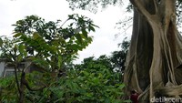 Foto: Pohon beringin tersebut dikenal sebagai kayu putih. Pohon tersebut usianya telah mencapai ratusan tahun, tapi masih berdiri kokoh hingga sekarang (Kurnia/detikTravel)