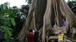 Pohon Berusia Ratusan Tahun yang Instagrammable di Bali