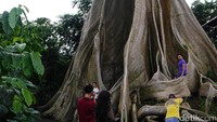 Foto: Tak mengherankan kalau traveler yang datang ke sini, begitu tertarik untuk memotret keindahan pohon tersebut. Para turis juga ada yang mendekat ke batang dan akar pohon untuk berfoto dengan berbagai pose (Kurnia/detikTravel)