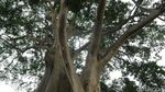 Pohon Berusia Ratusan Tahun yang Instagrammable di Bali