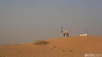 Banyak satwa di Dubai Desert Conservation dan dilarang untuk diburu. Seperti di foto ini, adalah antelop (Afif/detikTravel)