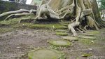 Pohon Berusia Ratusan Tahun yang Instagrammable di Bali