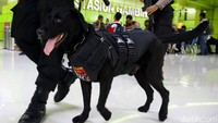 Anjing pelacak juga diturunkan selama sterilisasi.