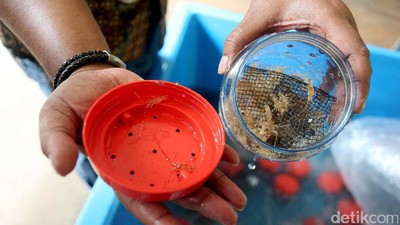 Polisi Tangkap Pengekspor Ilegal 30 Ribu Benih Lobster