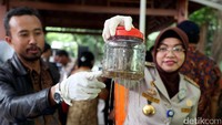 Argo mengatakan pembudidayaan benih lobster ini merupakan atensi dari Menteri Kelautan dan Perikanan Susi Pudjiastuti dan Kapolri Jenderal Tito Karnavian.