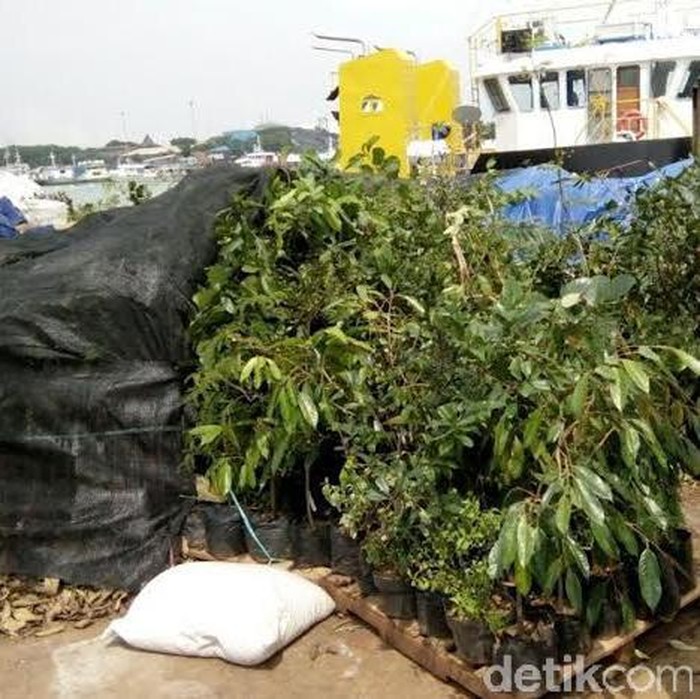 Ratusan Benih Batang Jeruk Tanpa Label Disita