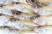 Menu Baru Pilihan Kim Jong Un Picu Diare di Kalangan Tentara Korea Utara