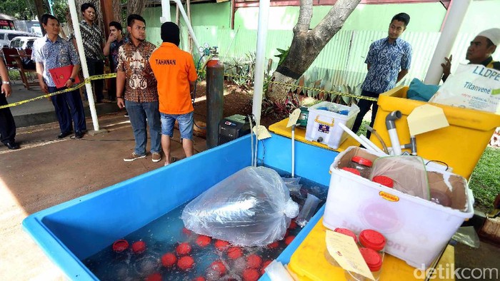 Susi: Tangkap Penyelundup Benih Lobster!