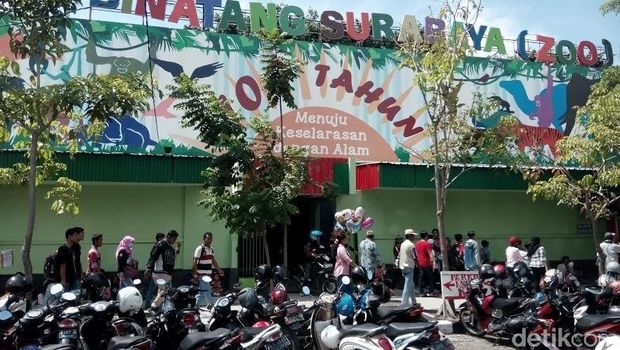 Libur Natal  Kebun Binatang  Surabaya Masih Jadi Favorit 