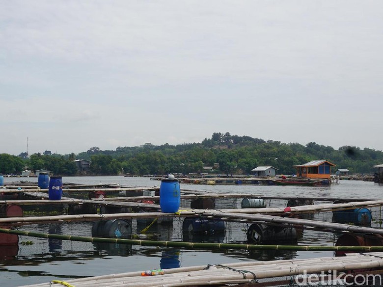 Penghuni Kolam Jaring Apung Waduk Jatiluhur Didata Polisi Penghuni Kolam Jaring Apung Waduk Jatiluhur Didata Polisi