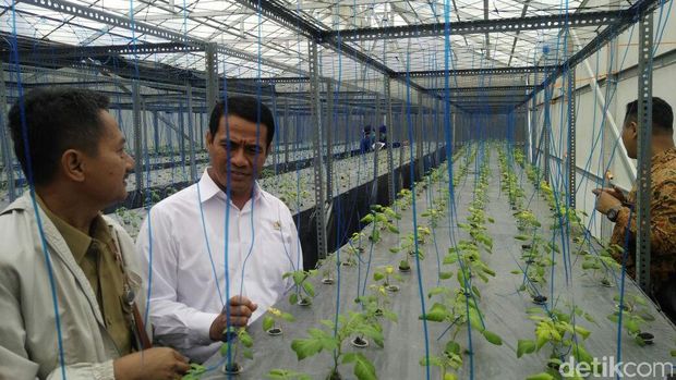 Mentan Amran kunjungi sentra petani kentang di Dieng