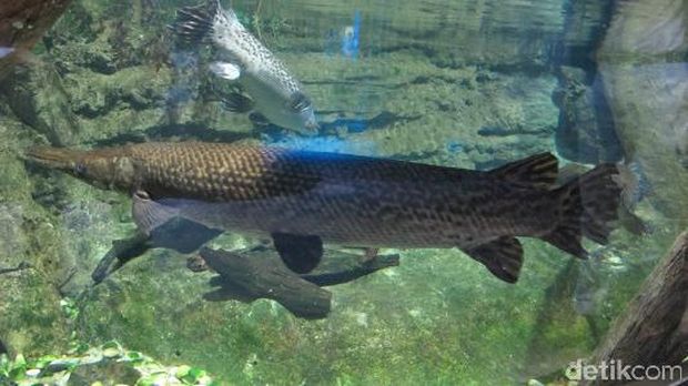 Ikan aligator dari Amazon