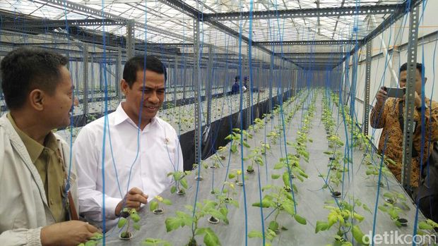 Mentan Amran kunjungi sentra petani kentang di Dieng