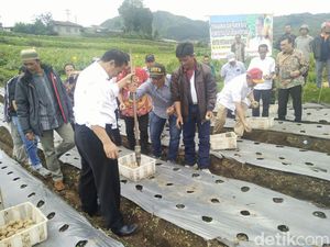 Kasihan Petani Dieng, Saat Panen Harga Kentang Dihargai Rp 3.000/Kg