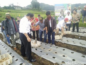 Kasihan Petani Dieng, Saat Panen Harga Kentang Dihargai Rp 3.000/Kg