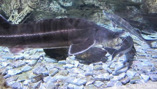 Giant Catfish