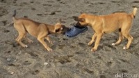 Foto: Di sepanjang pantai traveler akan menemukan banyak hewan ternak. Seperti sapi dan kambing yang di lepas begitu saja. Ada anjing juga, jadi hati-hati ya (Bonauli/detikTravel)