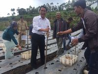 Mentan: Stop Impor Kentang dan Tingkatkan Produksi Kentang dalam Negeri