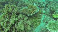 Foto: Setelah naik dari ke Bukit Lukapan, saatnya traveler turun ke bawah laut Pulau Dua. Semua keindahan bawah laut ada di sini, mulai dari karang, kapal karam dan hiu (Bonauli/detikTravel)