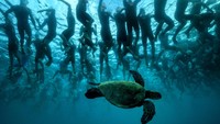 Kura-kura hijau laut, yang dikenal dengan sebutan Honu, berenang di antara ratusan orang yang tengah bertarung di ajang IRONMAN World Championship triathlon. Event yang menempuh jarak hingga ratusan kilometer ini diangsungkan di Kailua Kona, Hawaii (Foto: Donald Miralle/IRONMAN via Getty Images)
