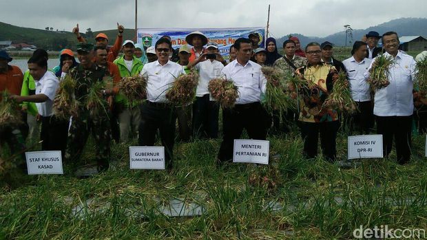 Mentan Amran panen bawang merah di Solok Sumatera Barat