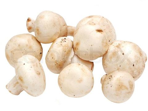 jamur champignon