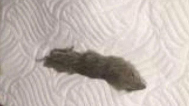 Ew, Bangkai Tikus Ditemukan dalam Sepatu Baru Remaja Ini