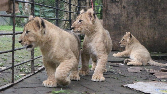 Bayi singa di Taman Safari Prigen
