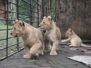 Taman Safari soal Singa Gigit Mobil: Sifat Alami Ingin Main, Bukan Ngamuk