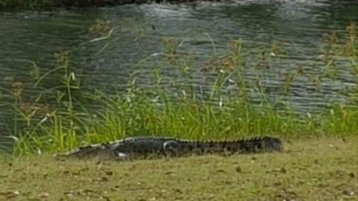 Buaya Ini Muncul Belasan Kali di Lapangan Golf Queensland