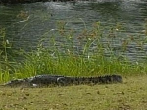 Buaya Ini Muncul Belasan Kali di Lapangan Golf Queensland