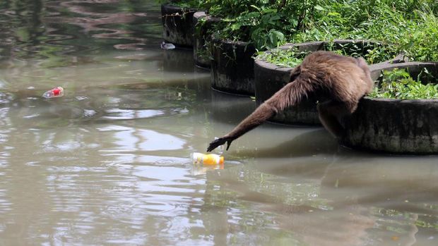 Seekor monyet berusaha mengambil sampah botol minuman buah di danau