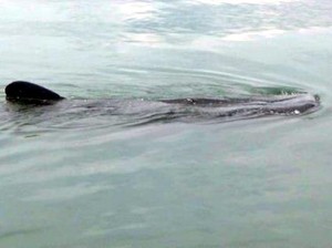 Libur Tahun Baru di Probolinggo, Bisa Lihat Hiu Paus Berburu Plankton