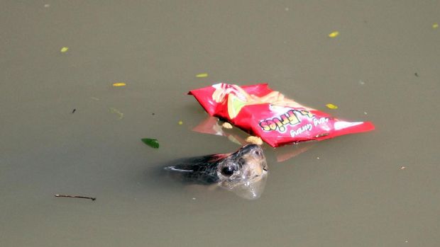 Seekor penyu juga berburu sampah makanan yang dibuang pengunjung