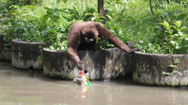 Berharap ada sisa makanan di sampah bungkus snack